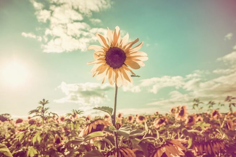 A blooming flower symbolizing growth on the journey of how to stay sober after rehab