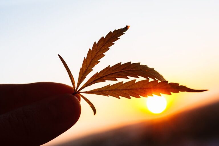 hand holding a cannabis leaf at sunset symbolizing california sober lifestyle